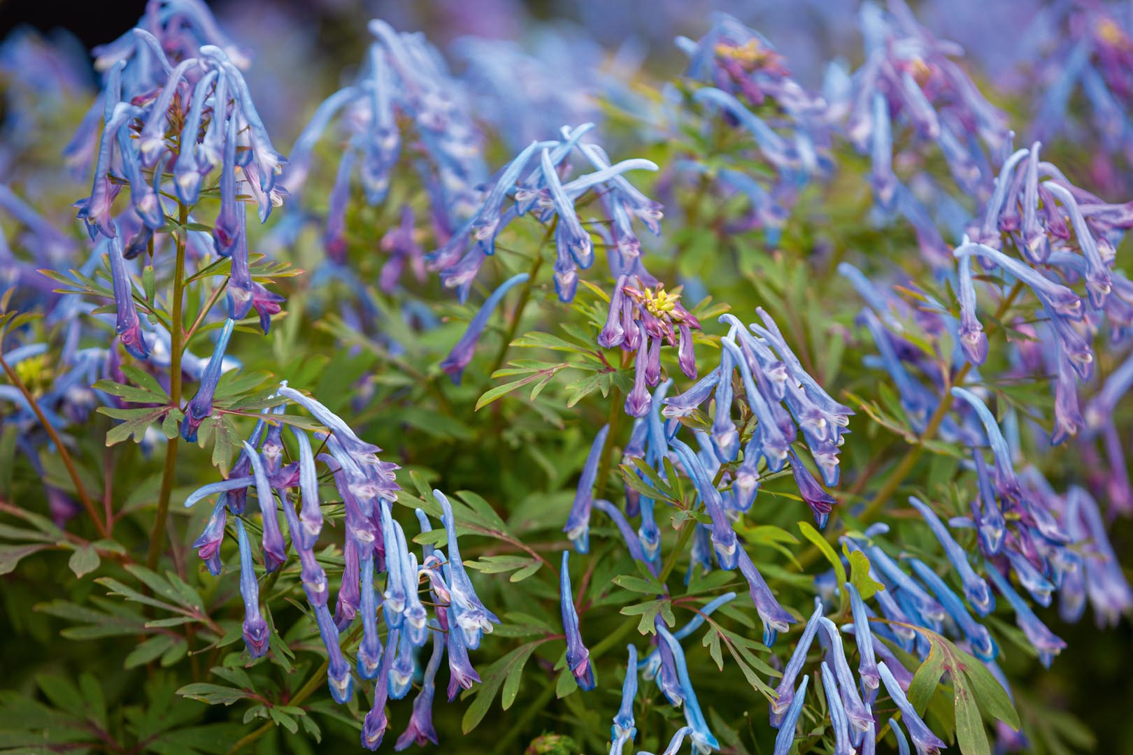 <p>Blue corydalis - <em>Corydalis flexuosa</em></p>