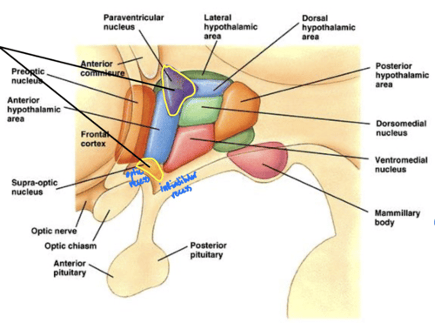 <p>1. paraventricular nucleus</p><p>2. supra-optic nucleus</p>
