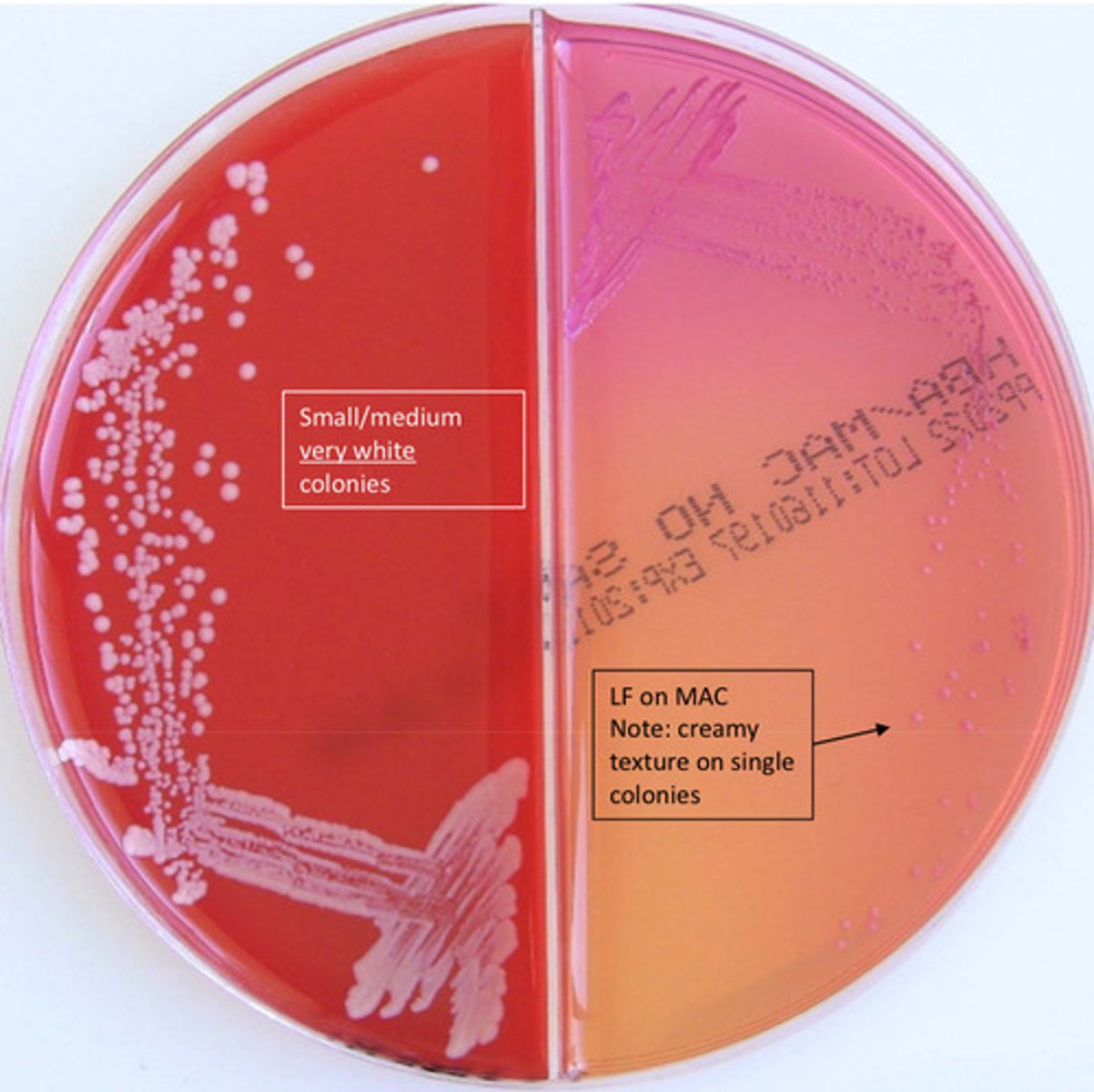 <p>GPC, catalase pos, found in urine, creamy white colonies, coagulase neg, NV resistant (only test urine isolates), non motile, arranged in clusters</p>