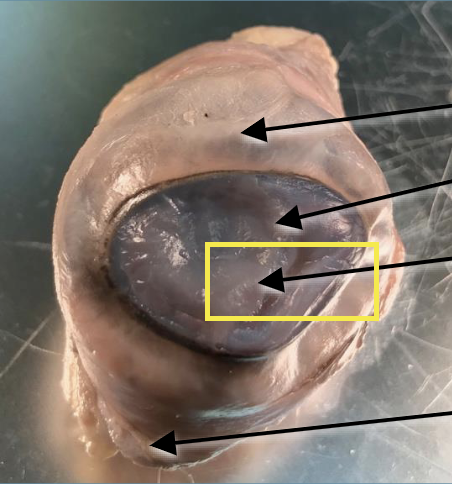 <p>What is this highlighted figure?</p>
