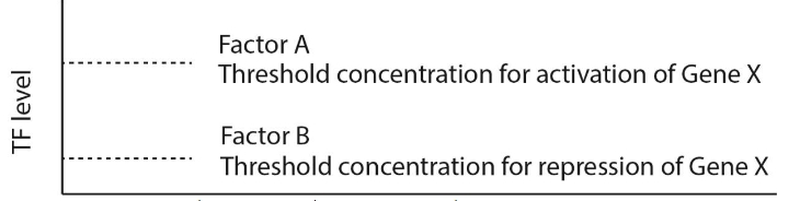 <p>Only in the extreme anterior region.</p>
