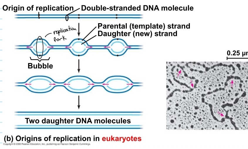 <p>DNA replication in eukaryotes</p>