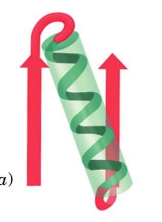 <ul><li><p>super secondary structure</p></li><li><p>parallel beta sheet</p></li><li><p>uses helix as cross over</p></li><li><p>stabilized by H bonds</p></li></ul><p></p>