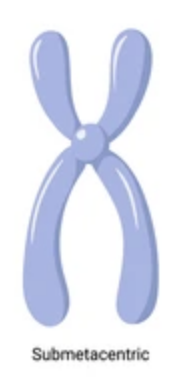 chromosome is located towards one end of the chromosome