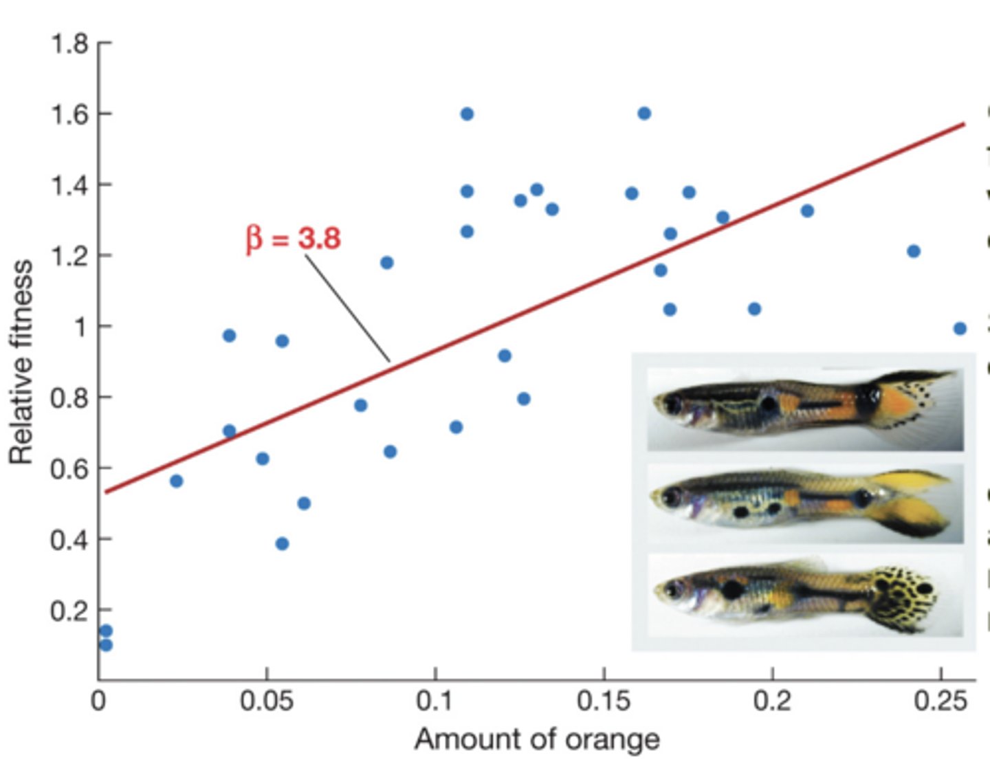 <p>Female guppies prefer males with more orange coloration, causing directional selection for increased orange color</p>