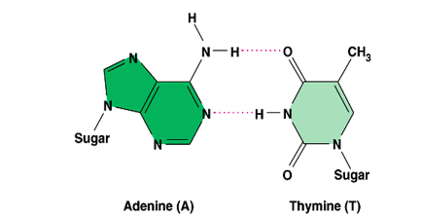 <p>NH2 bonds to O on C=O</p><p>NH bonds to N</p>