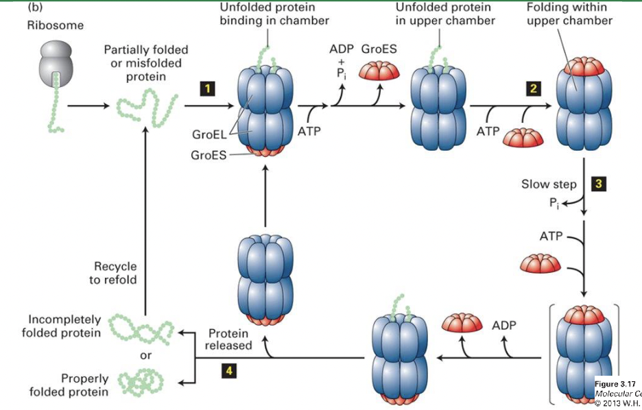 * At step one we are seeing the bottom chamber releasing the GroES cap and ADP as it completes its activity and the top chamber binding to ATP and a new substrate peptide
* A new GroES cap binds to the top of the GroEL, closing the chamber and isolating substrate peptide. 
* A conformational change enlarges the chamber dimensions, giving the target peptide room to fold. 
* The chamber remains closed for several seconds as the protein, in isolation, is allowed to fold. 
* The chaperonin is not folding the protein directly, but allowing it to fold within the confines of the chamber. 
* ATP hydrolysis allows the GroES cap to come off and the protein diffuses out. 
* Hopefully it has been able to fold, but if not, it may go through this process again. 
* Next time, the chaperonin will use the bottom chamber once again