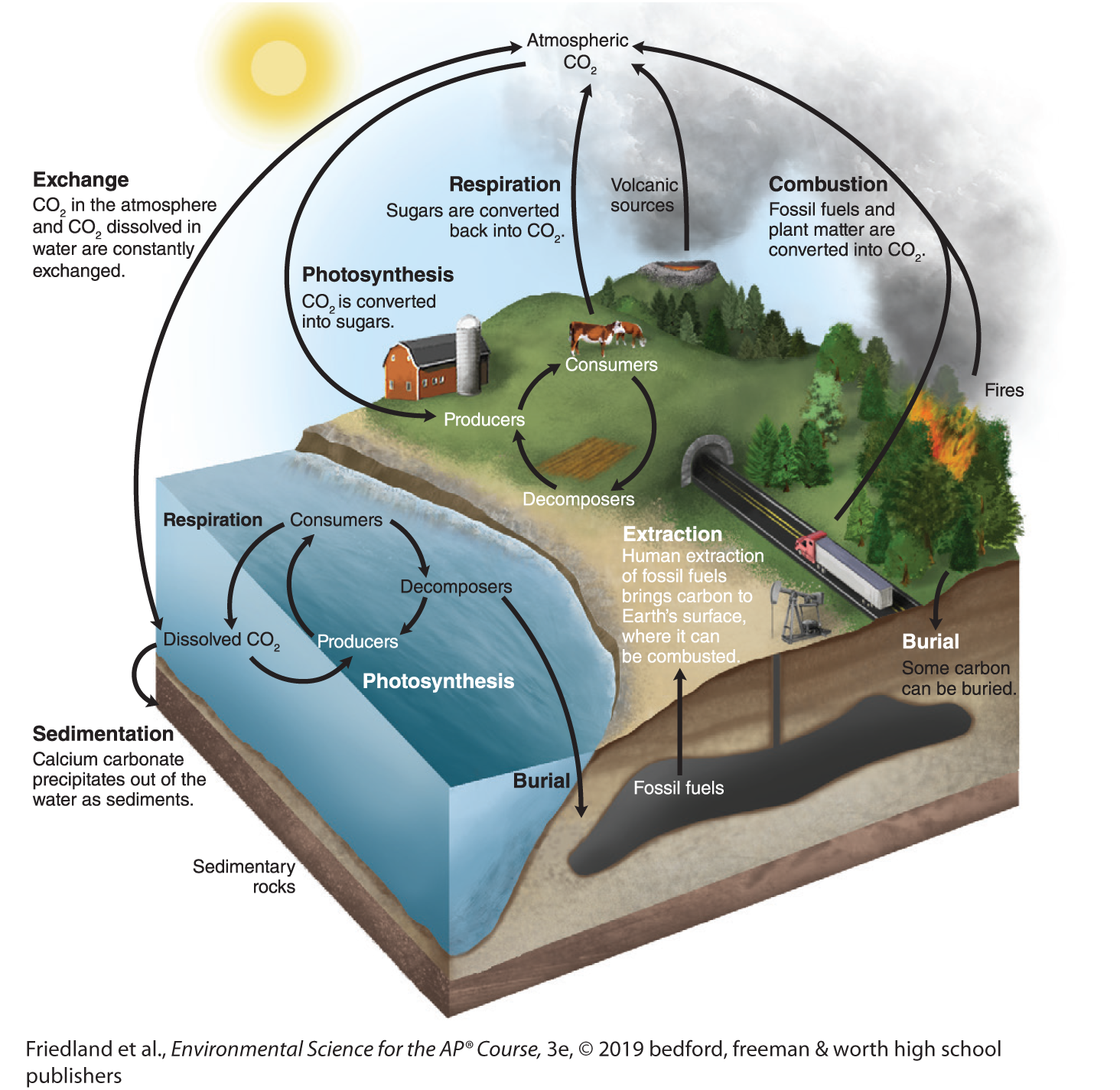 <ol><li><p><strong>Atmosphere</strong>: CO2 is in the air.</p></li><li><p><strong>Photosynthesis</strong>: Plants take in CO2 and release oxygen.</p></li><li><p><strong>Respiration</strong>: Animals and plants breathe out CO2.</p></li><li><p><strong>Decomposition</strong>: Dead organisms release carbon into soil or air.</p></li><li><p><strong>Ocean</strong>: Oceans absorb CO2, and some sinks as sediment.</p></li><li><p><strong>Carbon Sinks</strong>: Places like forests and oceans store carbon.</p></li><li><p><strong>Human Impact</strong>: Burning fossil fuels adds more CO2 to the air.</p></li></ol><p></p>
