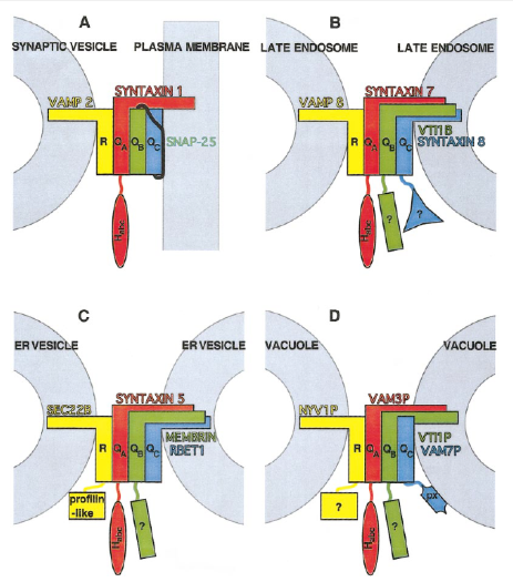 <p>What does the following figure represent and inform on Q/R ratios maintained in all complexes in vivo?</p>