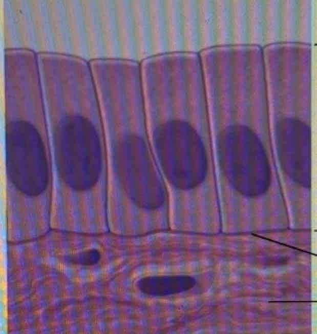 <p>What tissue is this?</p>