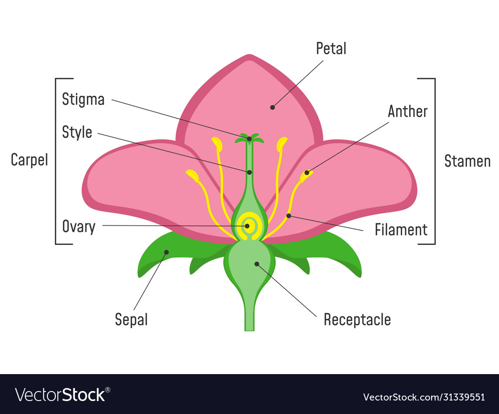 <p>(L7) carpel: stigma at top, style, ovary at base, ovules inside</p><p>stamen: filament, anther- made of 2 pollen sacks</p><p>sepals and petals</p><p>receptacle: base of flower</p>