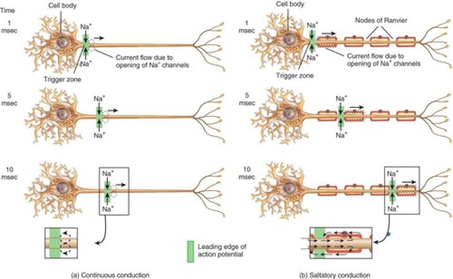 <p>Step-by-step depolarization of unmyelinated fibers.</p>