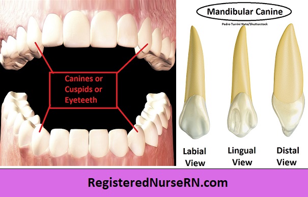 <p>pointed, dog-like teeth next to the incisors</p>