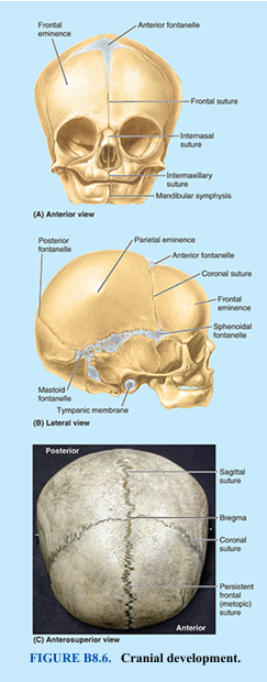 <p>Development of Cranium</p>