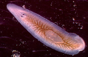 <p>Platyhelminthes : main features</p>