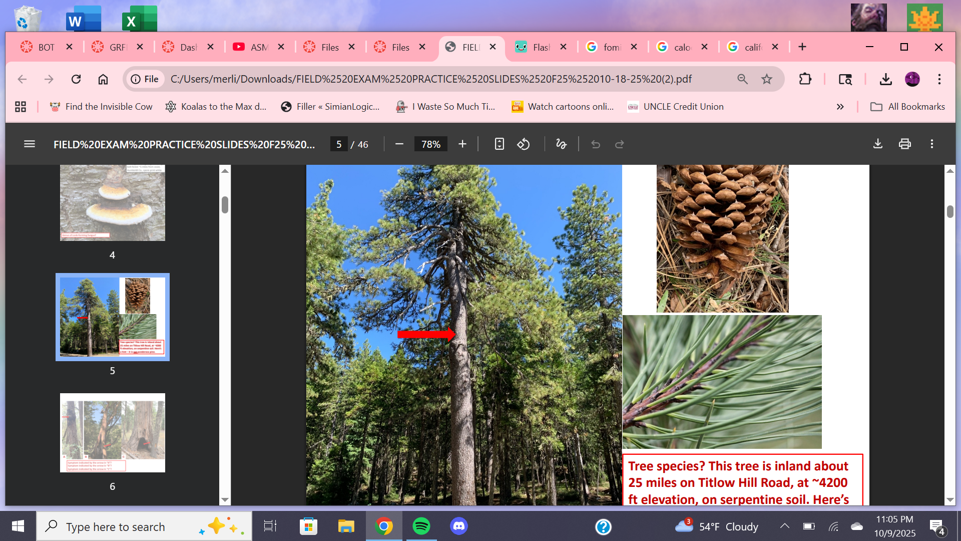 <p>Tree species?</p>