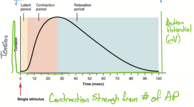 <p>Latent period, where AP on sarcolemma travels down T-tubules to release Ca</p><p>Contraction phase, where myosin heads connect with actin </p><p>Relaxation phase, where Ca is removed</p>