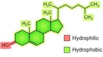 <ul><li><p><strong><span>Contains rings of hydrocarbon structures in the hydrophobic part&nbsp;</span></strong></p></li><li><p><strong><span>Hydrophilic part: hydroxyl group&nbsp;</span></strong></p></li><li><p><strong><span>Abundant in mammalian cells&nbsp;</span></strong></p></li><li><p><strong><span>Absent in prokaryotes&nbsp;</span></strong></p></li><li><p><strong><span>Affects the membrane permeability and mobility of other membrane lipids&nbsp;</span></strong></p></li><li><p><strong><span>Membrane lipid-&gt; precursor of steroid hormones&nbsp;</span></strong></p></li></ul>