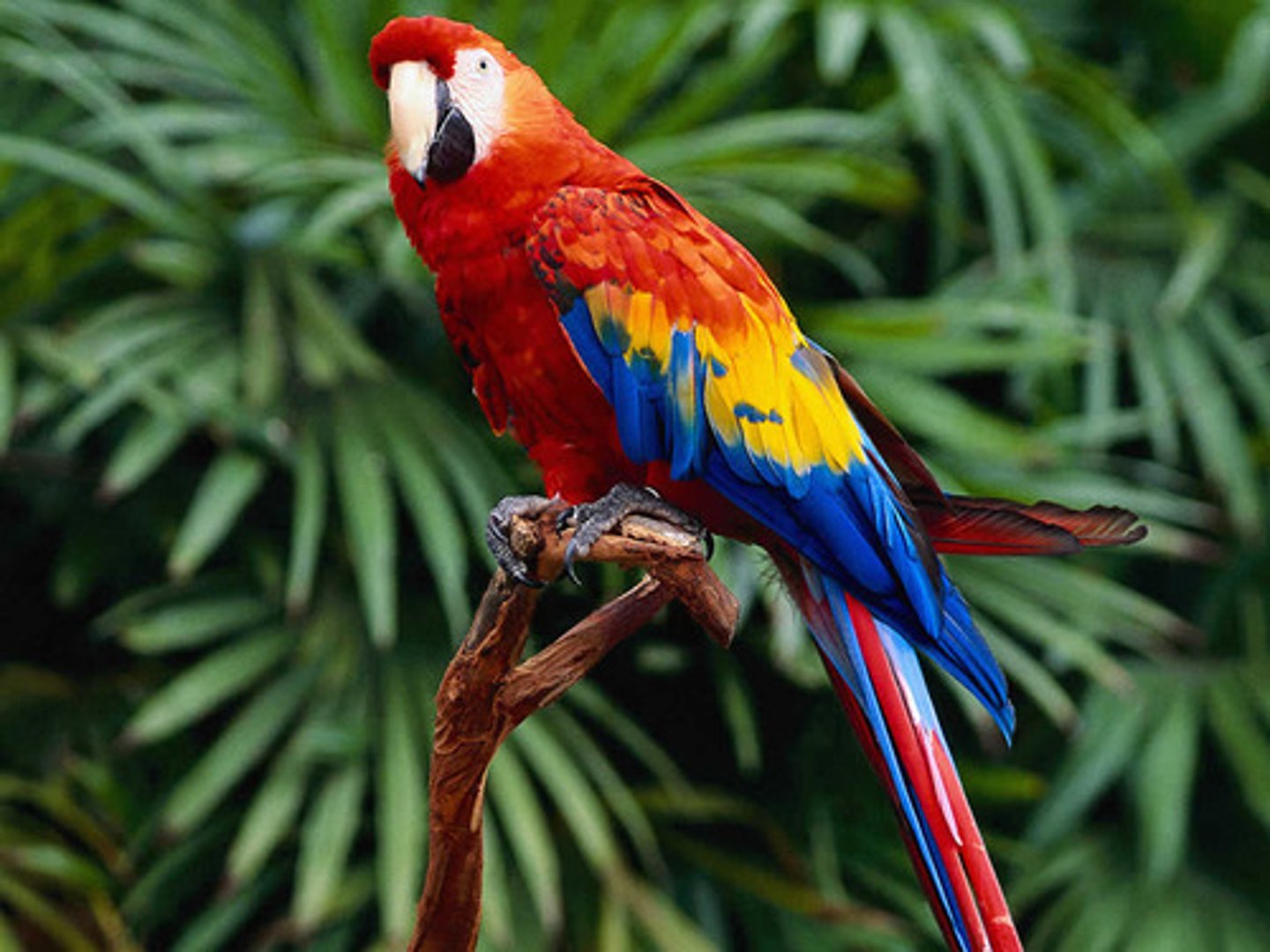 <p>Parrot, parakeet, cockatiel</p><p>Colorful hooked beak; 2 toes forward, 2 toes backward; many threatened with extinction</p>