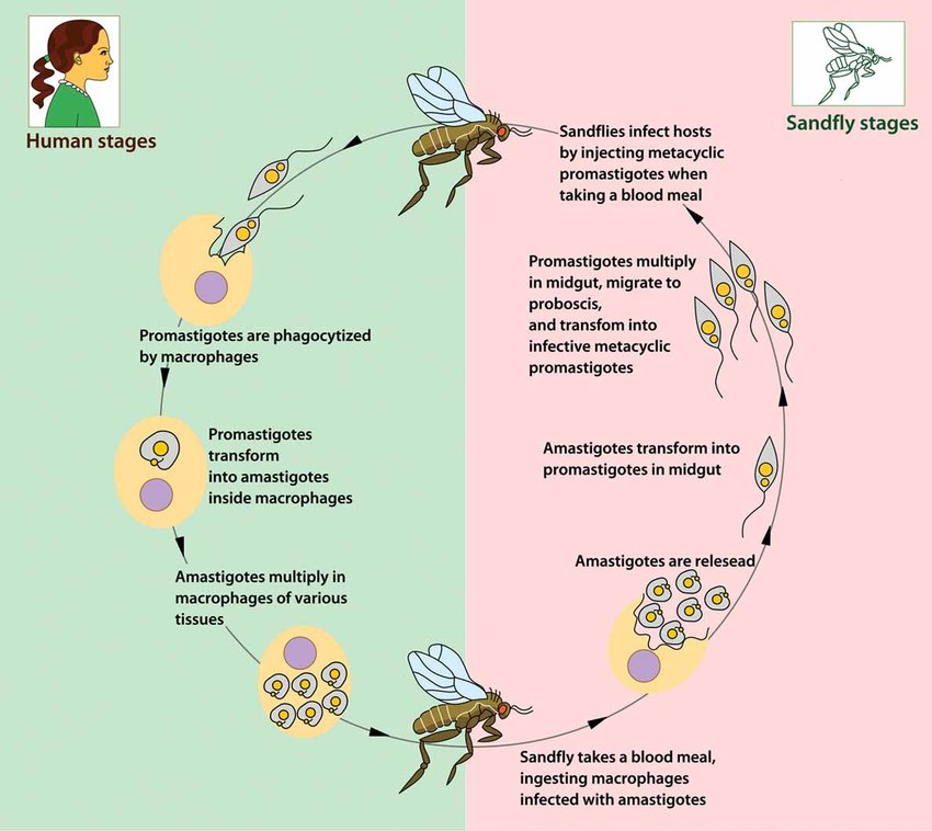 <p>Insect: vector (phlebotomus/Lutzomyia)</p><ol><li><p><strong>promastigote in insect -</strong> lepomonad form (injects promastigote stage into skin)</p></li><li><p><strong>The promastigotes are then phagocytized</strong> by macrophages into blood</p></li><li><p><strong>promastigotes → amastigotes </strong>inside the macrophages</p></li><li><p><strong>amastigotes multiply</strong> by binary fission</p></li><li><p>sandfly takes a blood meal, <strong>ingesting macrophages infected with amastigotes</strong></p></li><li><p><strong>amastigotes → released → transform into promastigotes</strong> in midgut → multiply and transform into infective metacylic promastigotes</p></li><li><p>sandflies infect hosts with these. </p></li></ol><p></p>
