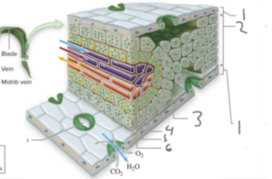 <p>what is 7 (the green thingies)[forgot the label mb]</p>