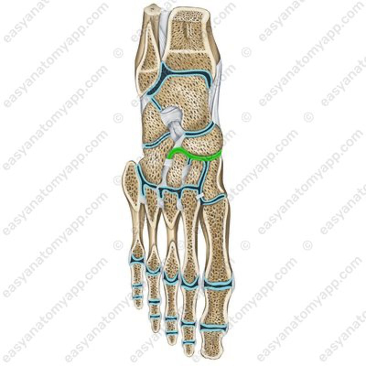 <p>Art. cuneonavicularis</p>