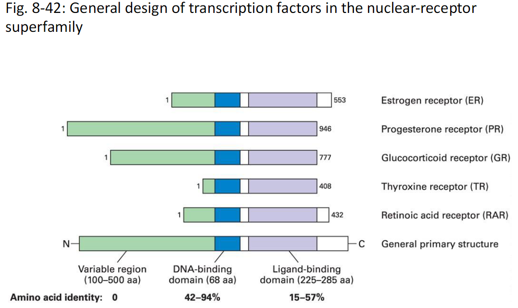 <p><strong>Figure 8-42</strong><br> General design of transcription factors in the nuclear-receptor superfamily</p><p><strong>Overall Structure</strong><br> N terminus to C terminus<br> General primary structure is shared</p><p><strong>Variable Region</strong><br> Located at N terminus<br> Length is 100–500 amino acids<br> Low amino acid identity<br> Identity range 0</p><p><strong>DNA-Binding Domain</strong><br> Length is 68 amino acids<br> Responsible for binding DNA<br> Amino acid identity is high<br> Identity range 42–94%</p><p><strong>Ligand-Binding Domain</strong><br> Located toward C terminus<br> Length is 225–285 amino acids<br> Binds hormone ligand<br> Amino acid identity range 15–57%</p><p><strong>Examples of Nuclear Receptors</strong><br> Estrogen receptor ER<br> Progesterone receptor PR<br> Glucocorticoid receptor GR<br> Thyroxine receptor TR<br> Retinoic acid receptor RAR</p>