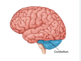 <p>coordinate voluntary movement and enables nonverbal <strong>(</strong>motor<strong>) </strong>and all skill <strong>(</strong>procedure<strong>)</strong> learning; “little brain”; alcohol affects it</p>