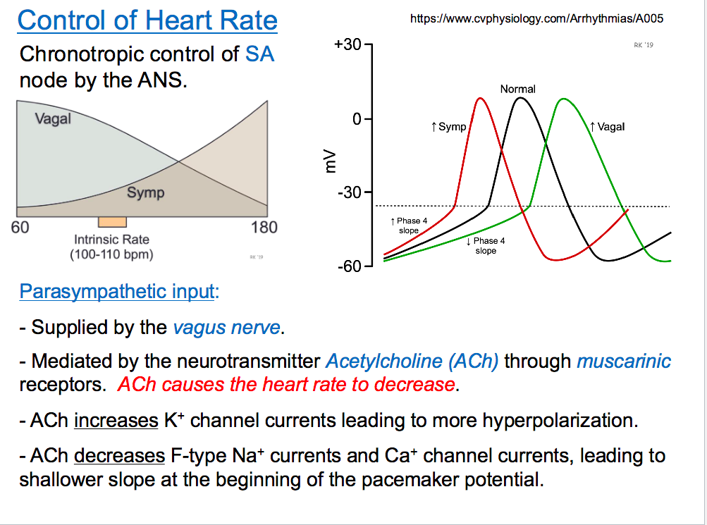 <p>para sympathetic : through vagnus nerve release Ach to muscarnic receptors and HR reduces . Ach increases K+ channels leading to more hyperpolarization and decreases F-type Na+ channels and Ca+ channel currents which causes shallow slop and has a longer latency period: longer time to reach threshold so longer time between spikes and slow HR</p><p>Sympathetic: releases NE through beta ardrengenic receptors supplied by sympathetic nerves, has a faster latency period and increases preambility to Na F channels and Calcium L-channels-leading to a steeper slope , decreases preambiliy to potassium</p>