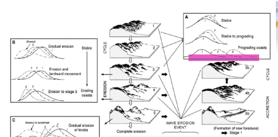            

* Either a river or coast (no vegetation, delivery of sand)
* Location with a coastline that’s prograding, gets lots of separated beach ridges, wet sand won’t move as it’s held in position due to cohesion- From material blown onto the beach

  \

If you hold the beach in position for a long time, dune builds up

Beach eroding- scarps form    