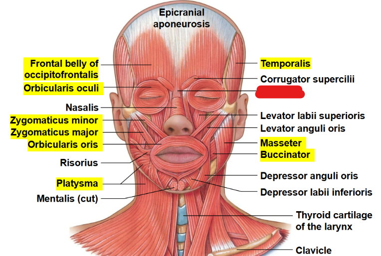 <p>What muscle is this?</p>