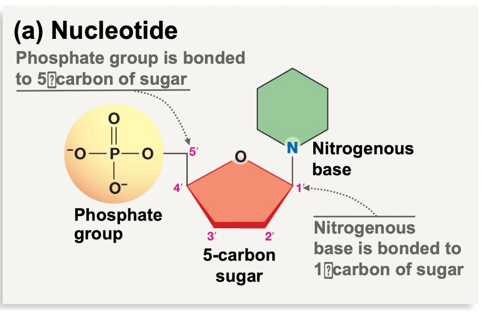 Phosphate group bonded to the 5’-carbon sugar 

Nitrogenous base bonded to 1’-carbon sugar