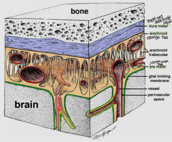 <ul><li><p>the meninges are the three protective layers that are wrapped around the spinal cord and brain</p></li></ul><p>The outer layer is dura mater. It is thick, though, unstretchable tissue</p><ul><li><p>the middle layer is arachnoid mater. Its web-like extensions create a soft spongy layer that is filled with cerebrospinal fluid</p></li><li><p>The third layer is Lia mater. This layer sits closets to the brain and is a bit like Saran-wrap</p></li></ul><p></p>