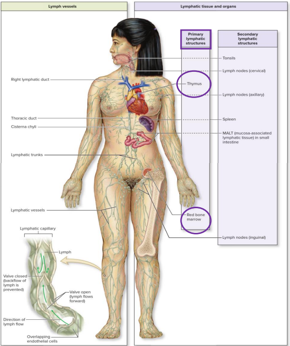 <p>- lymph: fluid</p><p>- lymphatic capillaries</p><p>- lymphatic vessels</p><p>- lymph nodes</p><p>- lymphatic nodules</p><p>- lymphatic trunks and ducts</p><p>- tonsils</p><p>- spleen</p><p>- thymus</p>
