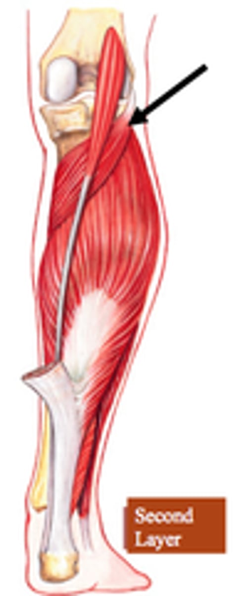 <p>popliteus</p>