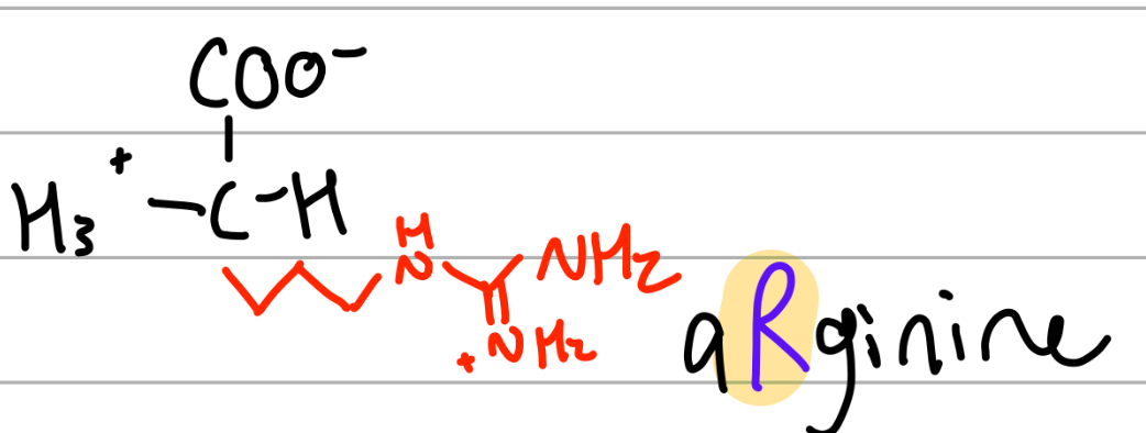 <p>-3Ch2NHC(=NH2+)NH2;</p><p>R = aRginine, pirates go arrgg;</p><p>positive charge, Hphilic</p>