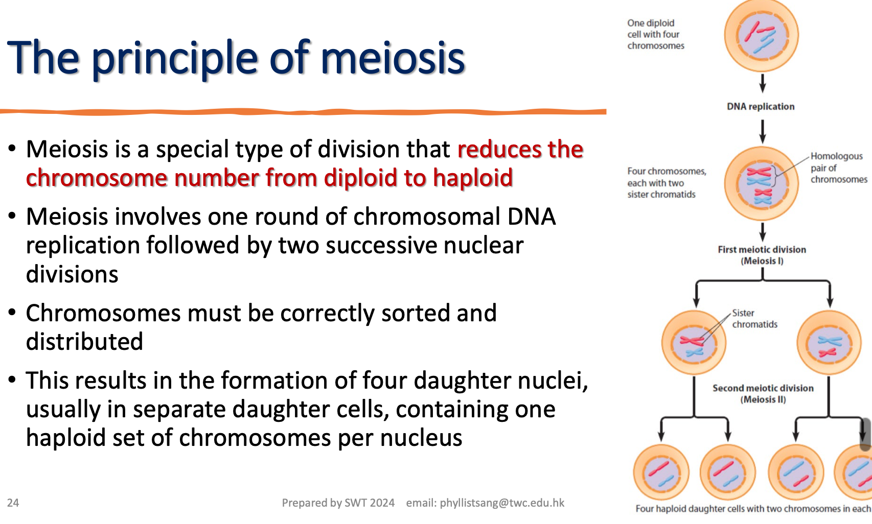 <p>the principal of meiosis</p>
