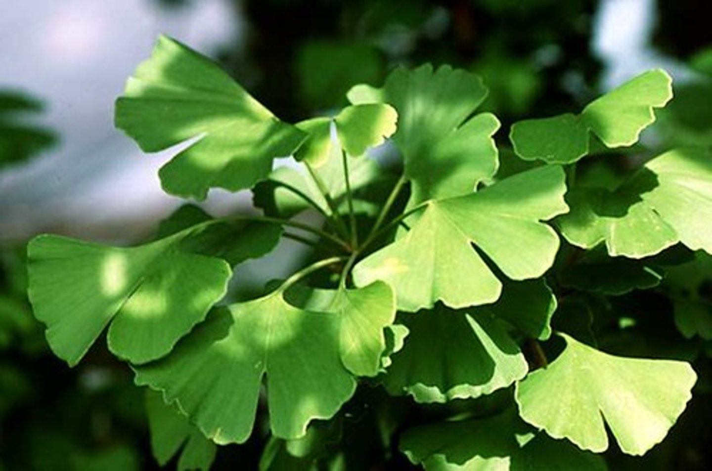 <p>Includes Ginkgo or Maidenhair Tree.</p>