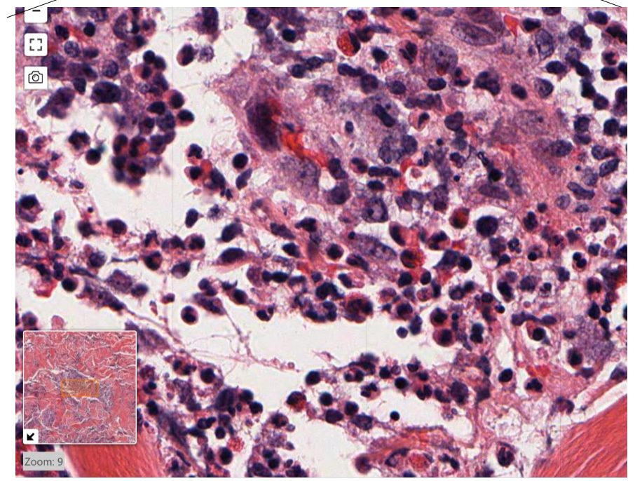 <p>what cells do you see?</p>