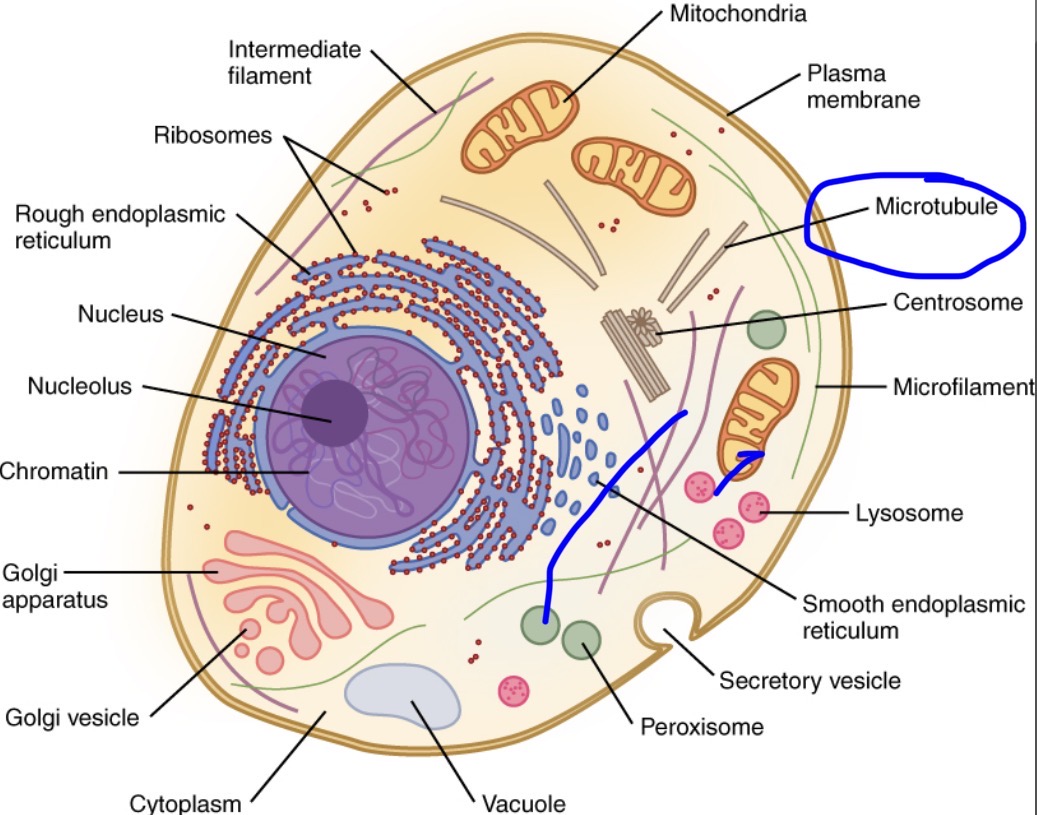<p>Provide support, maintain cell shape, helps with transporting </p>