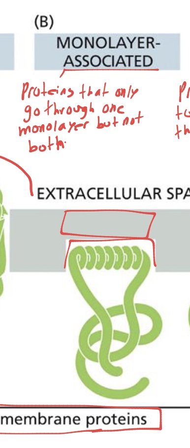 <p>monolayer associated </p>
