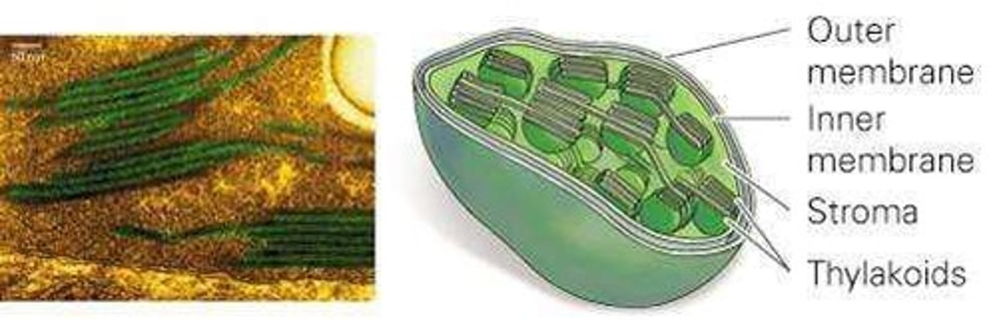 <p>Produces sugars through photosynthesis in plant cells.</p>