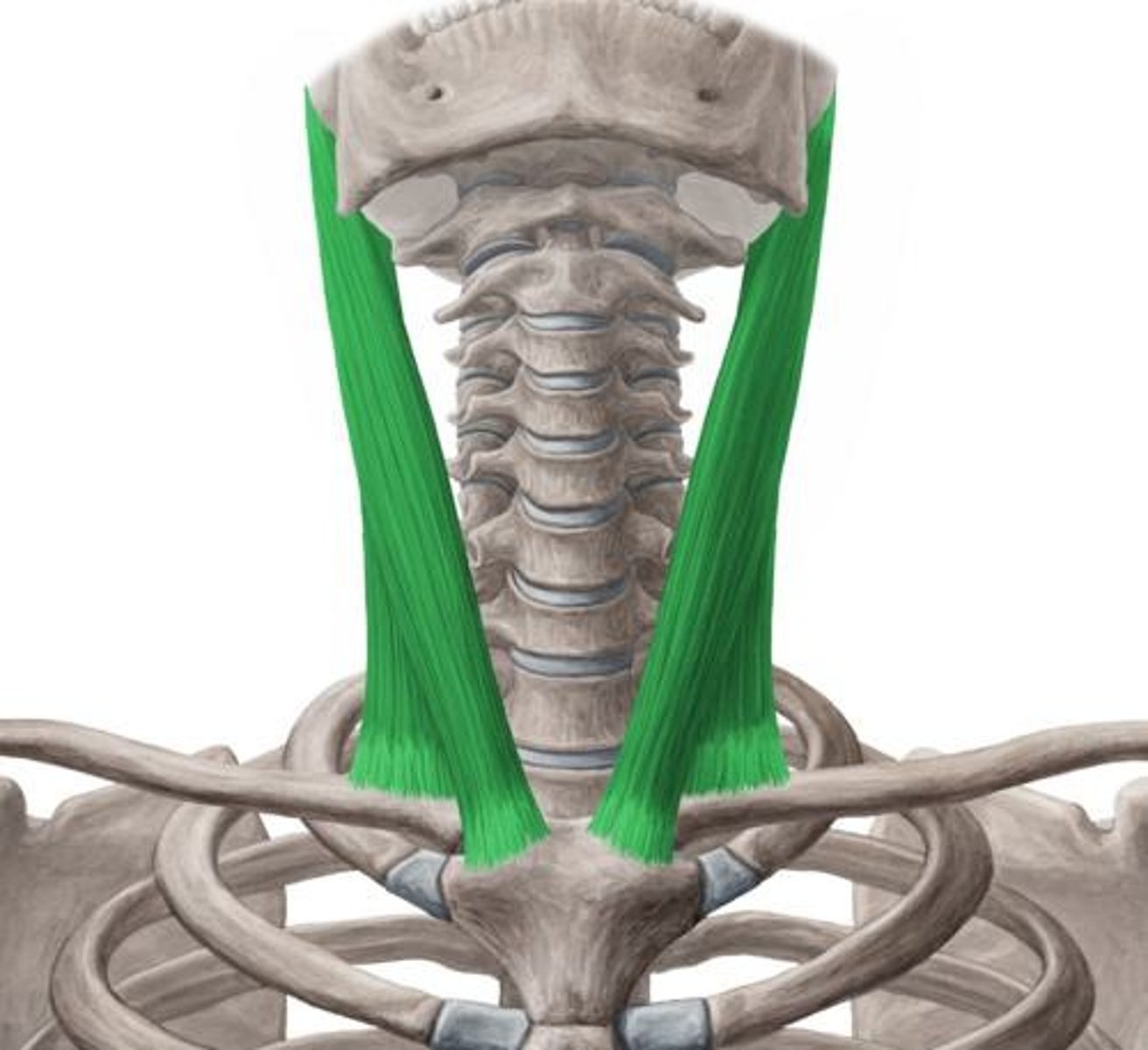 <p>Location: Side of neck. Bones Associated: Sternum, clavicle, temporal bone. Origin: Sternum & clavicle. Insertion: Mastoid process.</p>