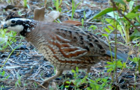 <p>Identify the species shown:&nbsp;</p>