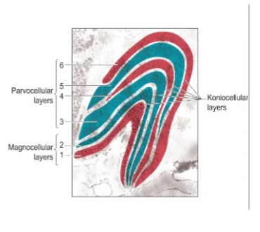 <p>A cricual part of the thalamus, acting as the main relay station for visual information from the retina to the visual cortex. </p><ul><li><p>Six main layers stacked on top of one another, then folded into a knee-like shape. </p></li><li><p>Each layer receives input from only one eye, but all layers receive information from the contralateral visual field. </p></li><li><p>Retinotopically organised. </p></li><li><p>It organises signals before sending them to the occipital lobe for higher processing, controlling the flow of visual data, and refining visual perception.</p></li></ul><p></p>