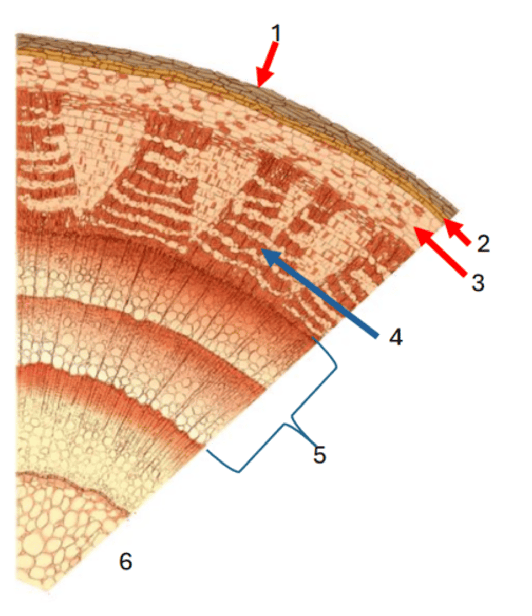 <p>6</p>