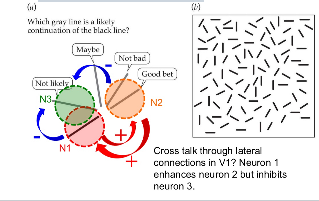 <ul><li><p>two elements tend to group together if they seem to lie on the same smooth contour</p></li><li><p>In area V1, the neurons N1 and N2 get excited because they both see lines of the same orientations</p></li><li><p>They inhibit N3 because it has similiar reseptive field but not the same orientations</p></li></ul><p></p>