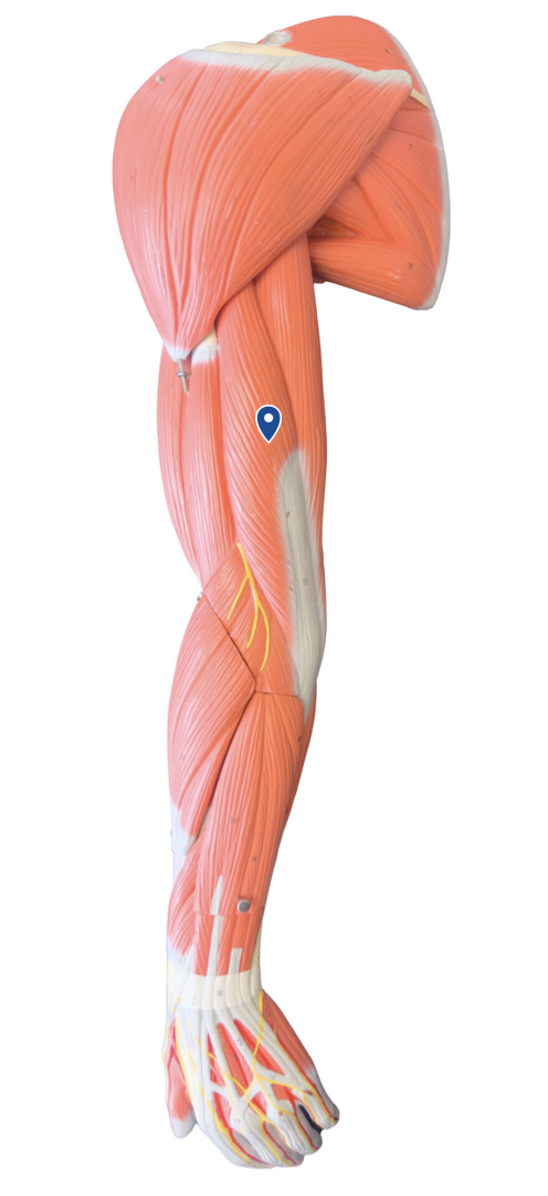 <p>What is the action of the triceps brachii?</p>