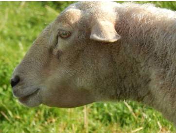 Abscesses in lungs (cows) and under skin (horses), cancer, low blood protein level