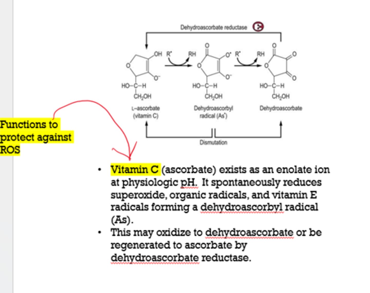 <p>- vitamin C (ascorbate)</p><p>- vitamin E (tocopherols)</p><p>Note: he didn't highlight anything on this slide for our class</p>